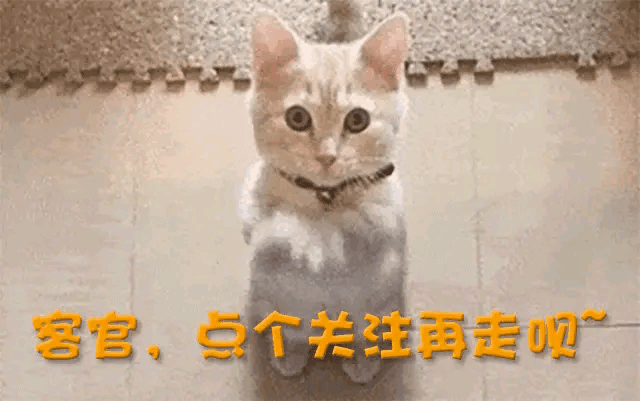 今独自抚养孩子的曹曦文活成人生赢家MG不朽情缘曾情断陈思诚嫁给富商如(图18)